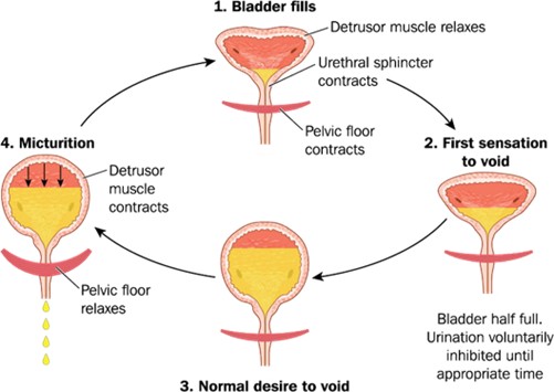Pelvic Health And YOU Pelvic Health Newsletter #3 Bladder Health 3 3f7fb1 e417 3ab1 341 724b10b2684 Picture2